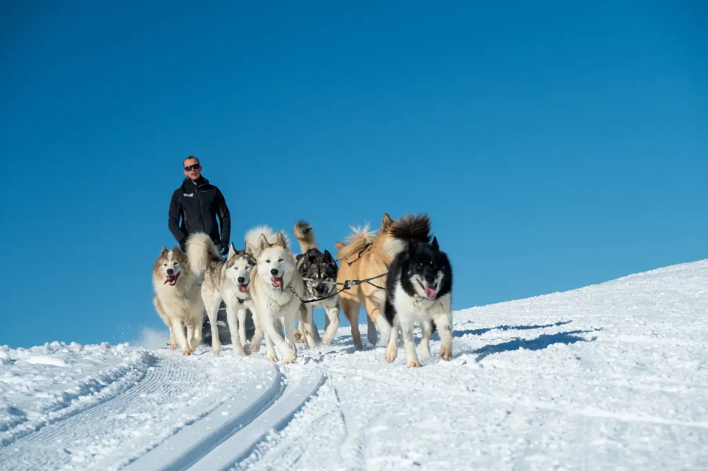 chien de traineau la Plagne